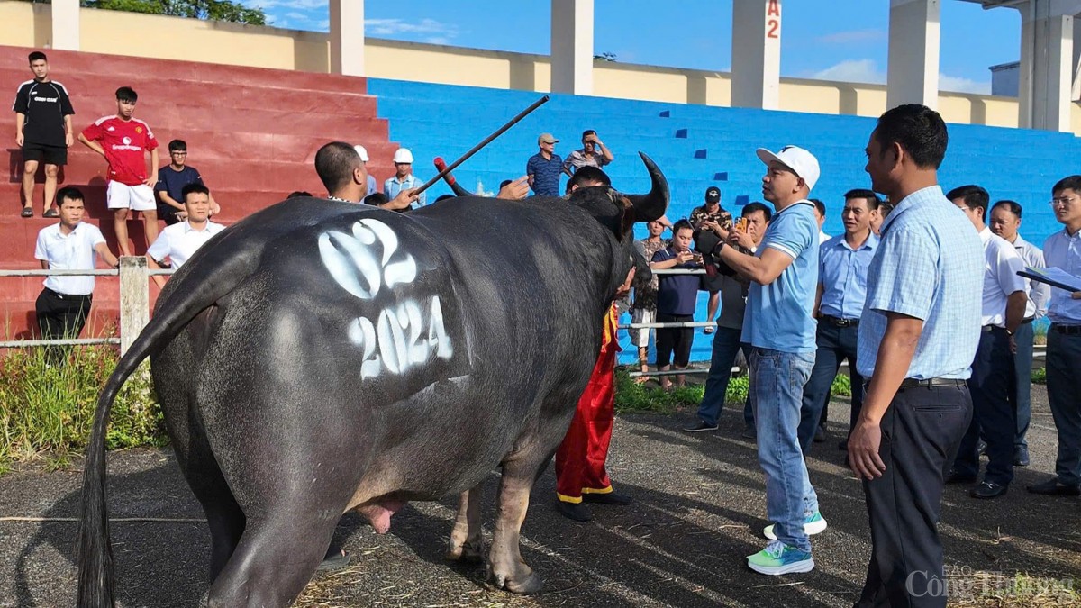 Hải Phòng: Lễ hội chọi trâu Đồ Sơn năm 2024 đậm nét truyền thống người miền biển Hải Phòng: Lễ hội chọi trâu Đồ Sơn năm 2024 đậm nét truyền thống người miền biển