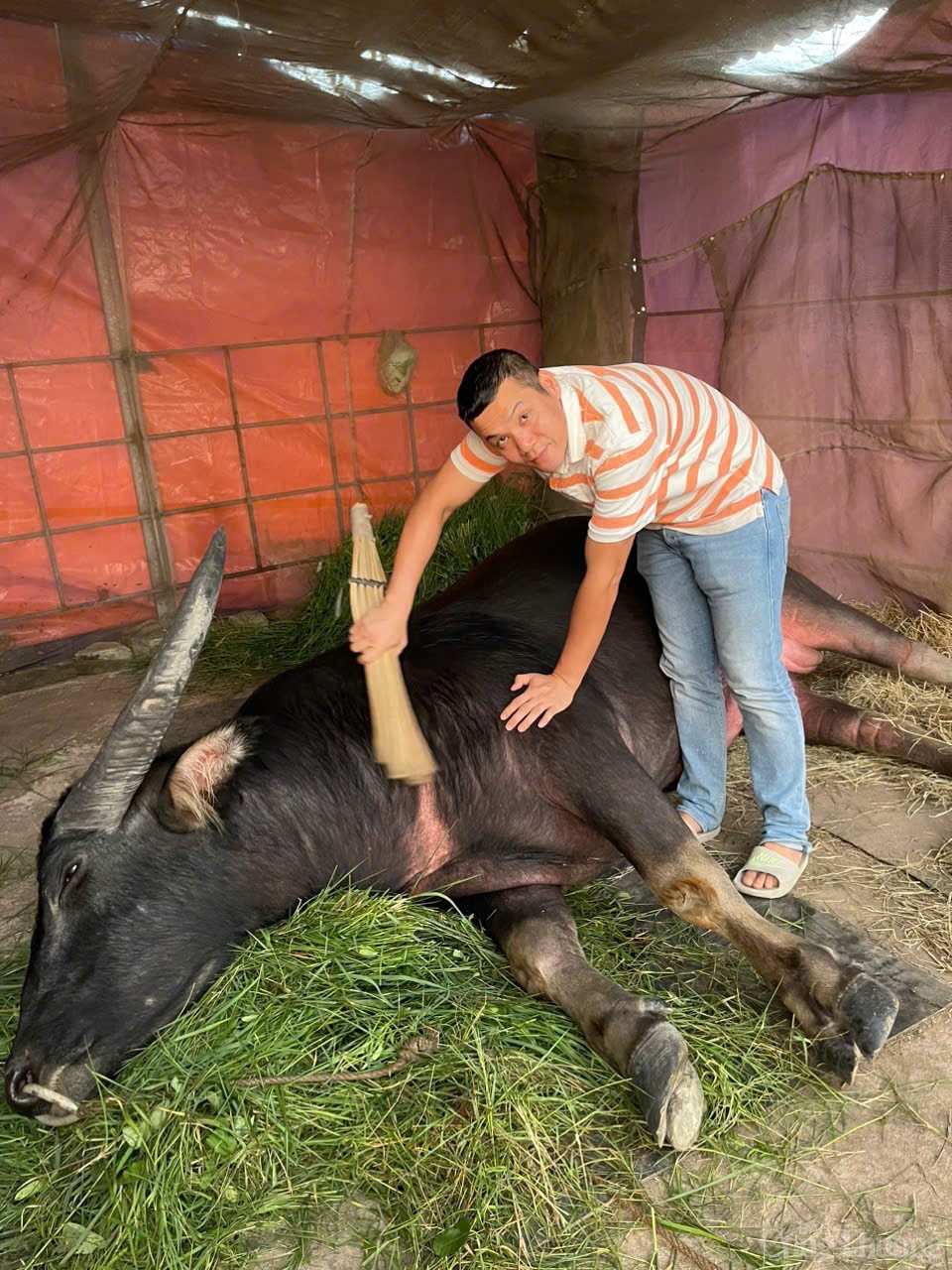 Hải Phòng: Những hình ảnh mới nhất về Lễ hội chọi trâu Đồ Sơn năm 2024 Hải Phòng: Những hình ảnh mới nhất về Lễ hội chọi trâu Đồ Sơn năm 2024