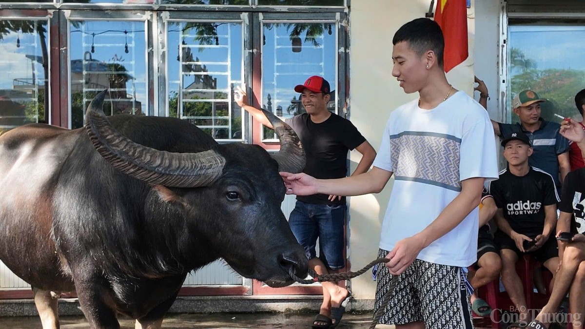 Hải Phòng: Lễ hội chọi trâu Đồ Sơn năm 2024 đậm nét truyền thống người miền biển Hải Phòng: Lễ hội chọi trâu Đồ Sơn năm 2024 đậm nét truyền thống người miền biển