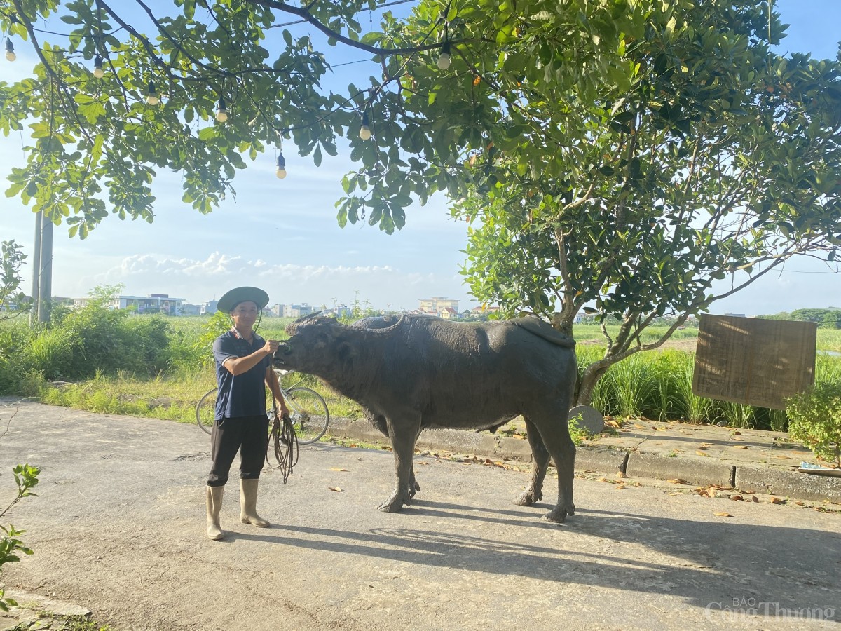 Hải Phòng: Những hình ảnh mới nhất về Lễ hội chọi trâu Đồ Sơn năm 2024 Hải Phòng: Những hình ảnh mới nhất về Lễ hội chọi trâu Đồ Sơn năm 2024