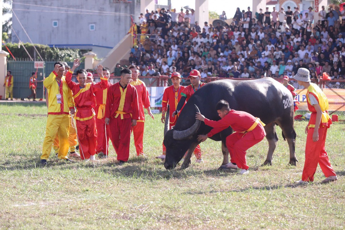 Hải Phòng: Lễ hội chọi trâu Đồ Sơn năm 2024 đậm nét truyền thống người miền biển Hải Phòng: Lễ hội chọi trâu Đồ Sơn năm 2024 đậm nét truyền thống người miền biển