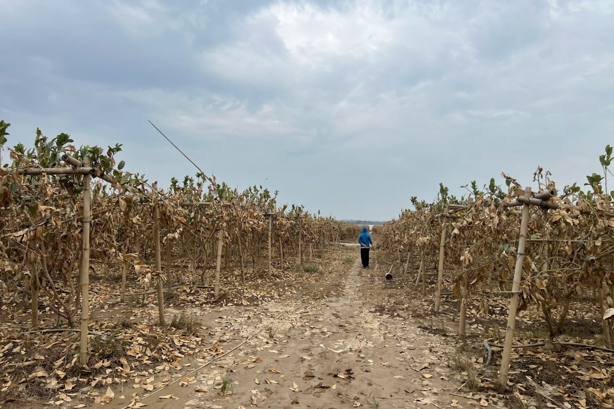 Phật thủ từng đem lại kỳ vọng cho người dân ngoại thành Hà Nội thoát nghèo, đổi đời nhưng bây giờ trở thành nỗi xót xa của hàng trăm người dân (Ảnh: Công Minh).