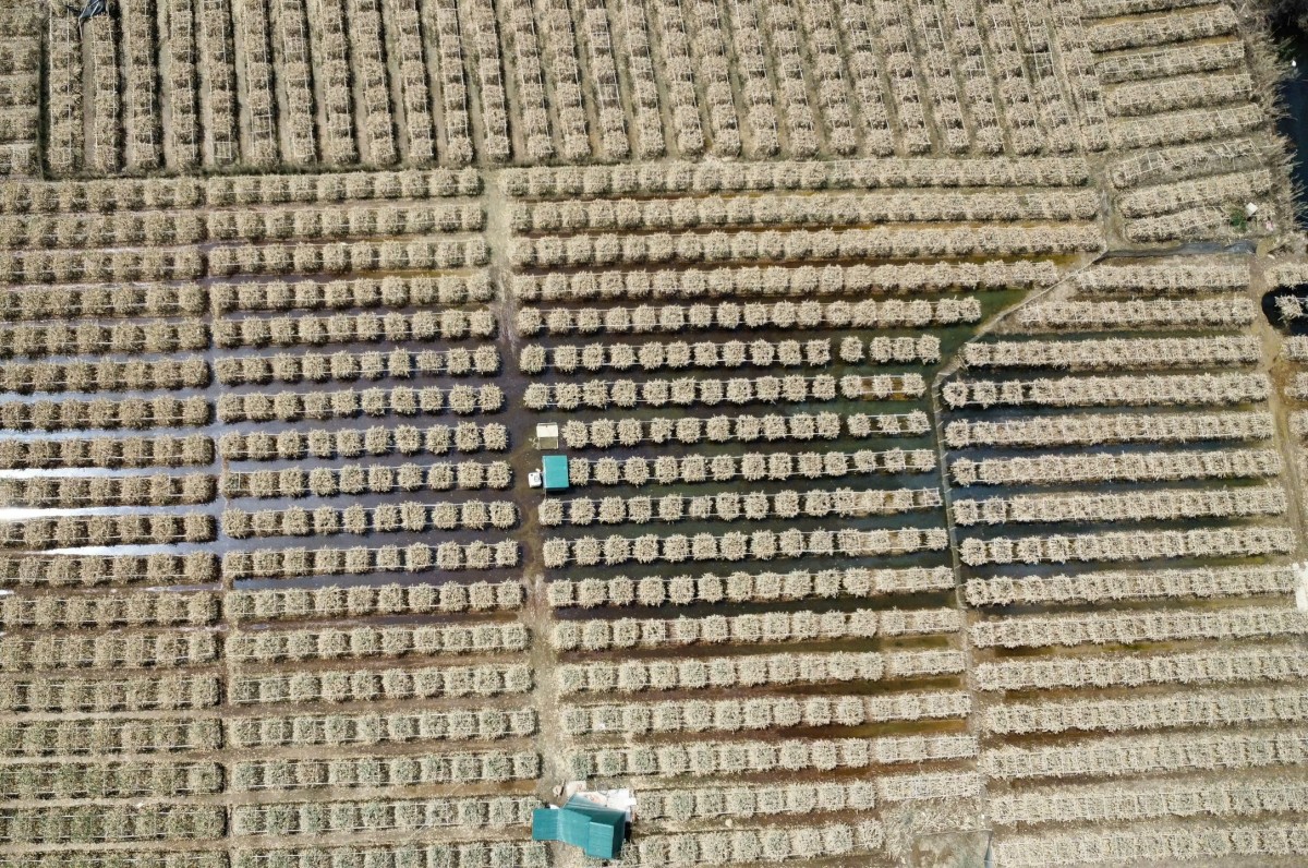 Cảnh phật thủ chết trắng ven sông Hồng rất xót xa, nhiều người đứng trước nguy cơ phá sản (Ảnh: Công Minh).