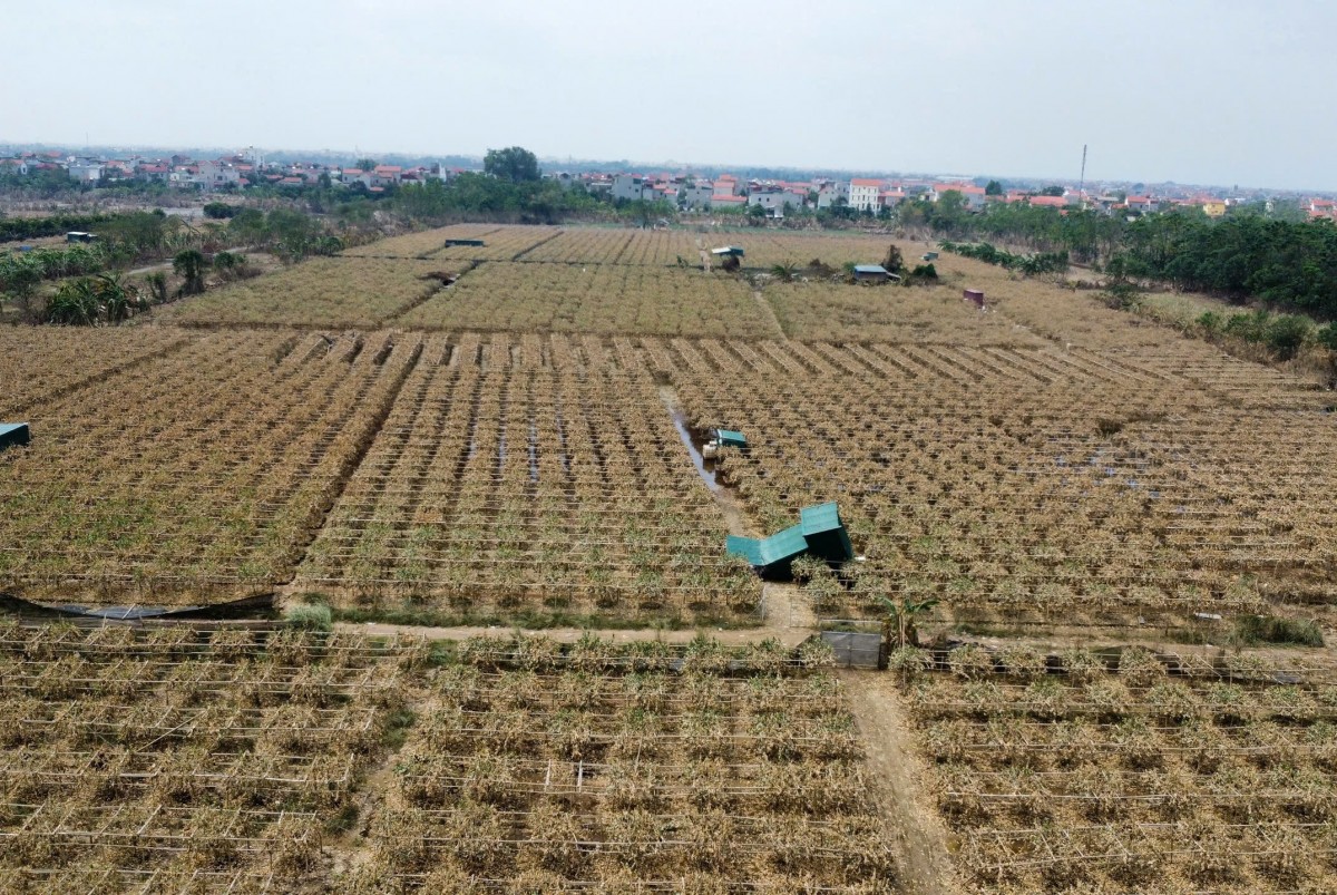 Cánh đồng phật thủ bạt ngàn ở ven sông Hồng tại Hà Nội chết trắng gây thiệt hại hàng trăm tỷ đồng đối với nhà vườn (Ảnh: Công Minh)