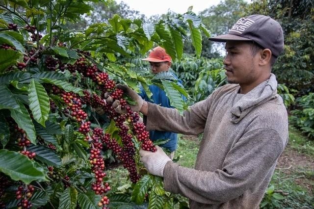 Dự báo giá cà phê 20/9: Khan hiếm nguồn cung có thể tái diễn vào năm tới