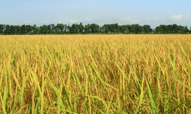 Giá lúa gạo hôm nay 20/9: