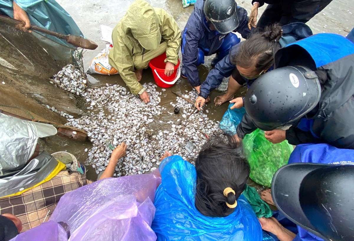 Người dân đổ xô ra biển nhặt ngao (Ảnh: Mạng xã hội)