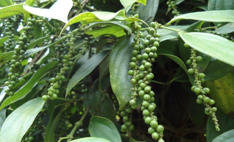 Giá tiêu hôm nay 21/9/2024: Giá tiêu hôm nay 21/9/2024: