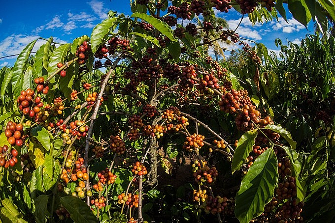 Hoạt động giao dịch cà phê dự kiến sẽ sôi động trở lại trong khoảng 1 tháng tới khi vụ thu hoạch mới bắt đầu Hoạt động giao dịch cà phê dự kiến sẽ sôi động trở lại trong khoảng 1 tháng tới khi vụ thu hoạch mới bắt đầu