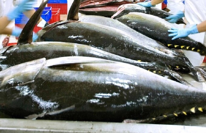 Hết tháng 8, xuất khẩu cá ngừ của Việt Nam tăng 19% so cùng kỳ Hết tháng 8, xuất khẩu cá ngừ của Việt Nam tăng 19% so cùng kỳ