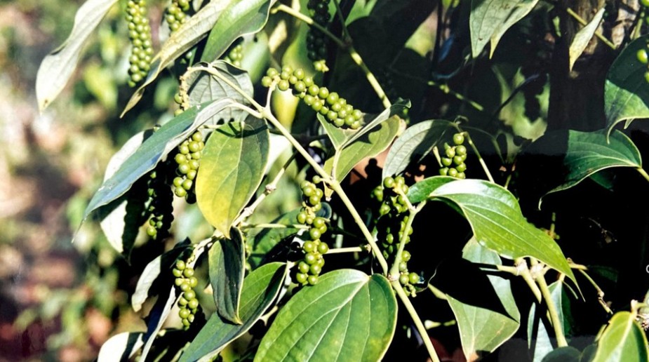 Dự báo giá tiêu 24/9/2024: Dự báo giá tiêu 24/9/2024: