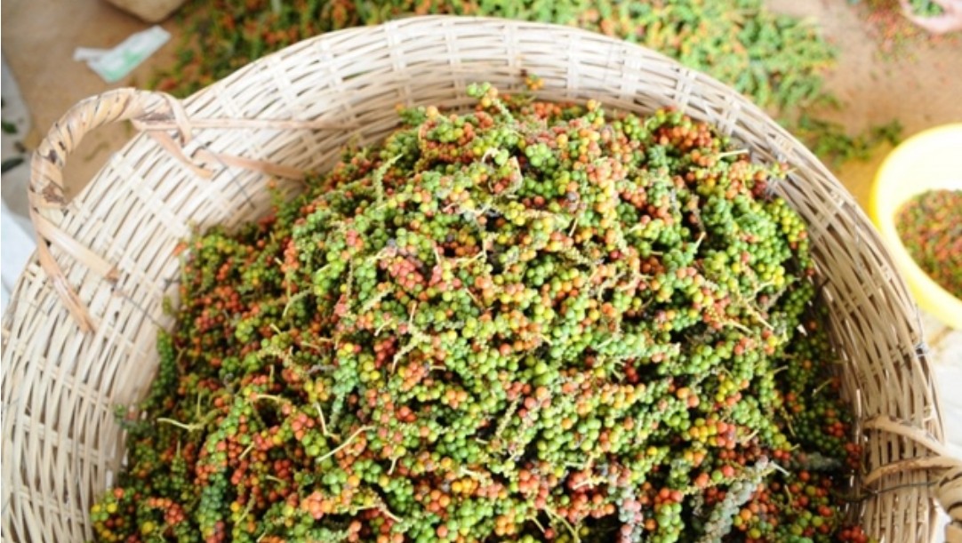 Giá tiêu hôm nay 26/9/2024: Giá tiêu hôm nay 26/9/2024: