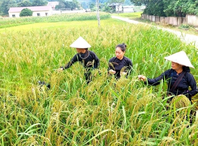 Giá lúa gạo hôm nay 26/9: Giá lúa duy trì ổn định, giá gạo giảm 100 - 200 đồng/kg Giá lúa gạo hôm nay 26/9: Giá lúa duy trì ổn định, giá gạo giảm 100 - 200 đồng/kg