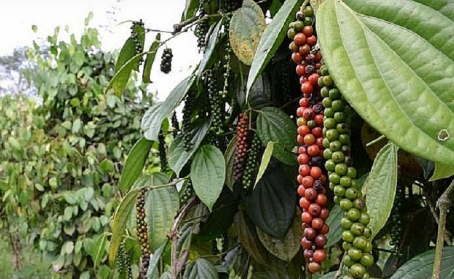 Giá tiêu hôm nay 27/9/2024: Việt Nam là nguồn cung hồ tiêu lớn nhất cho EU Giá tiêu hôm nay 27/9/2024: Việt Nam là nguồn cung hồ tiêu lớn nhất cho EU