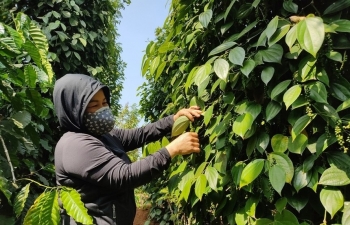 Hồ tiêu Việt Nam đang khẳng định vị thế số 1 tại thị trường EU