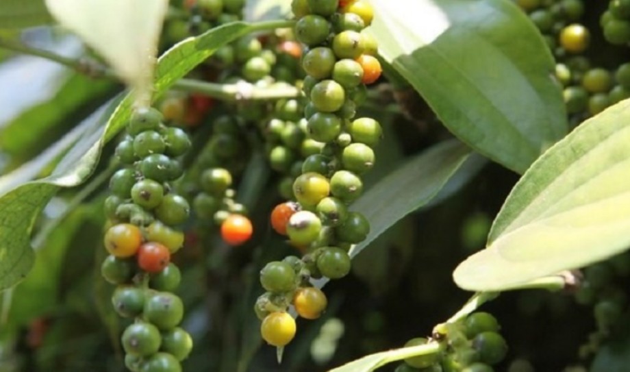 Dự báo giá tiêu 28/9/2024: Dự báo giá tiêu 28/9/2024: