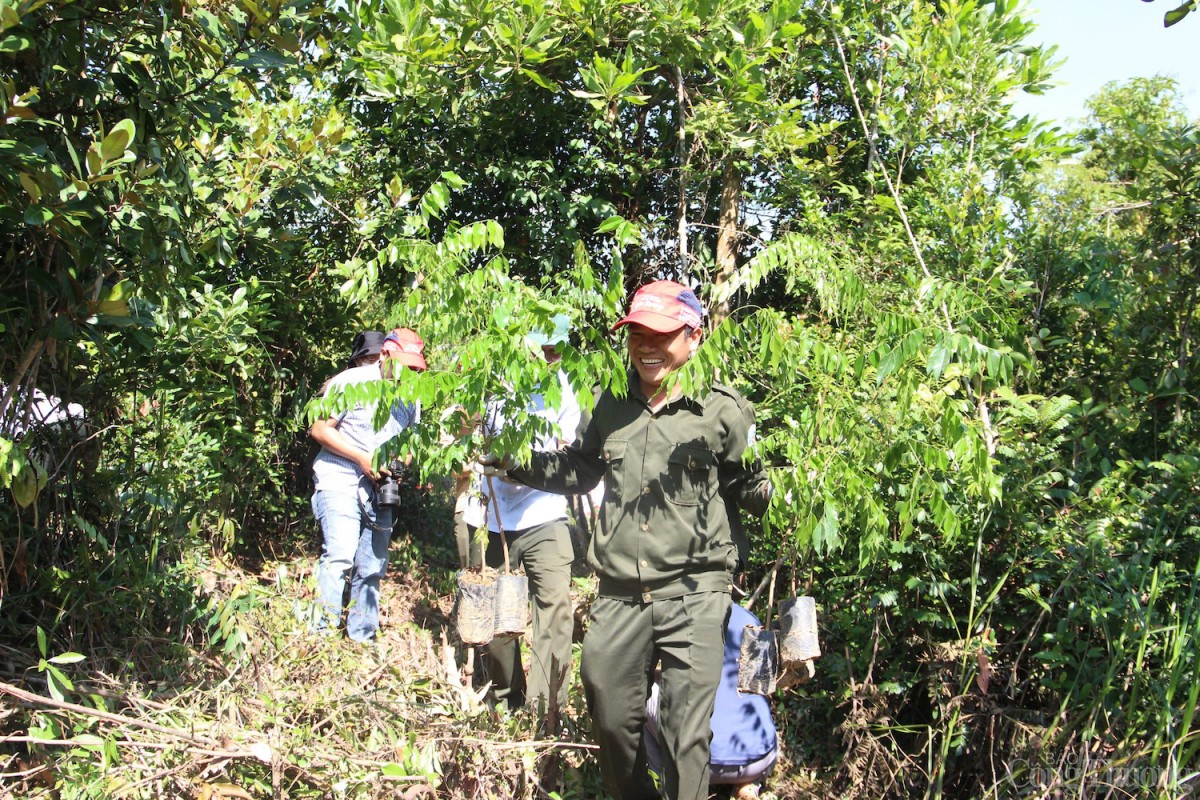 10.000 cây lim xanh góp phần phủ xanh 9h rừng tại lưu vực rừng phòng hộ Phú Ninh