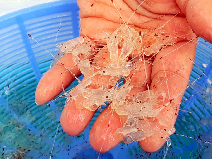 Tình trạng nhập lậu tôm hùng giống vào Việt Nam có dấu hiệu gia tăng. Ảnh MH