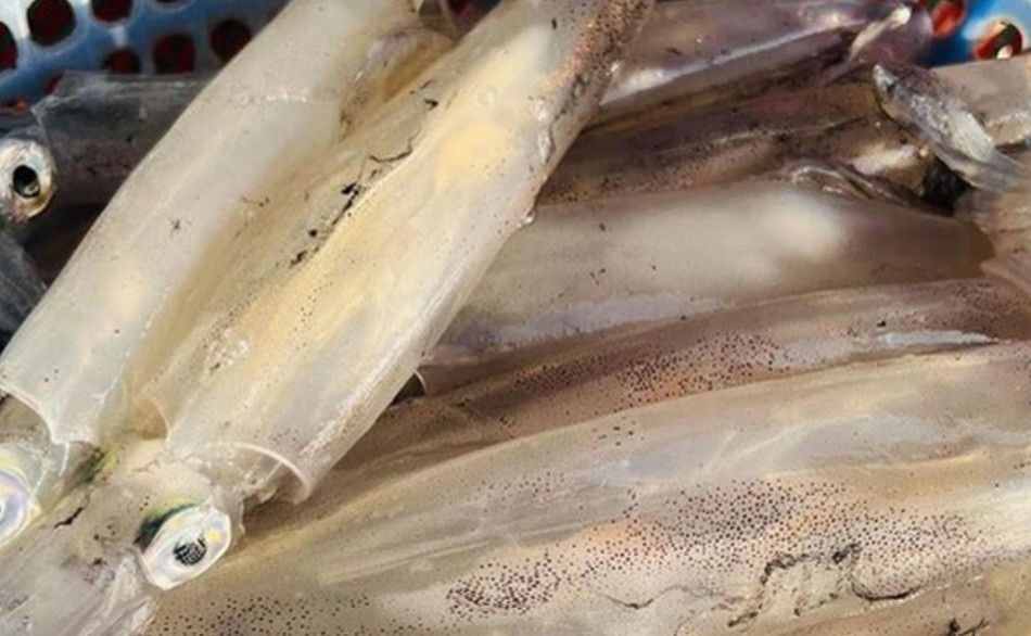 Hàn Quốc là thị trường lớn nhất nhập khẩu mực và bạch tuộc của Việt Nam Hàn Quốc là thị trường lớn nhất nhập khẩu mực và bạch tuộc của Việt Nam