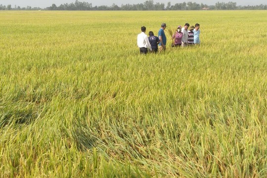 Giá lúa gạo hôm nay 30/9 Giá lúa gạo hôm nay 30/9