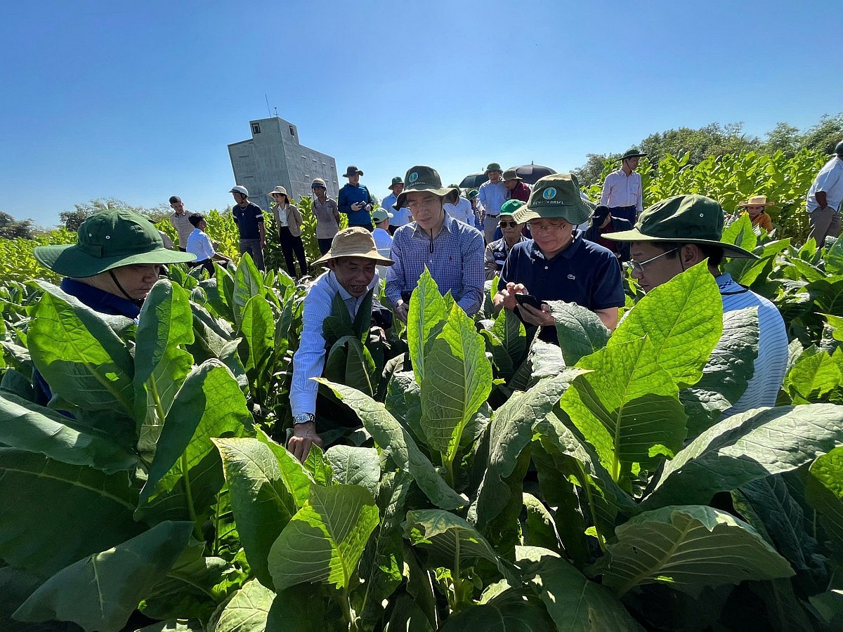 Công ty TNHH MTV Viện Thuốc lá: Nâng cao hiệu quả nghiên cứu khoa học và sản xuất kinh doanh Công ty TNHH MTV Viện Thuốc lá: Nâng cao hiệu quả nghiên cứu khoa học và sản xuất kinh doanh