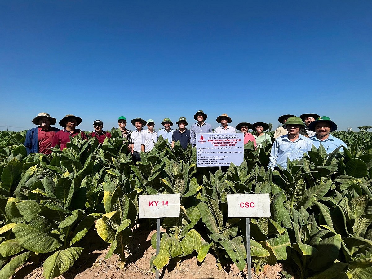 Công ty TNHH MTV Viện Thuốc lá: Nâng cao hiệu quả nghiên cứu khoa học và sản xuất kinh doanh Công ty TNHH MTV Viện Thuốc lá: Nâng cao hiệu quả nghiên cứu khoa học và sản xuất kinh doanh