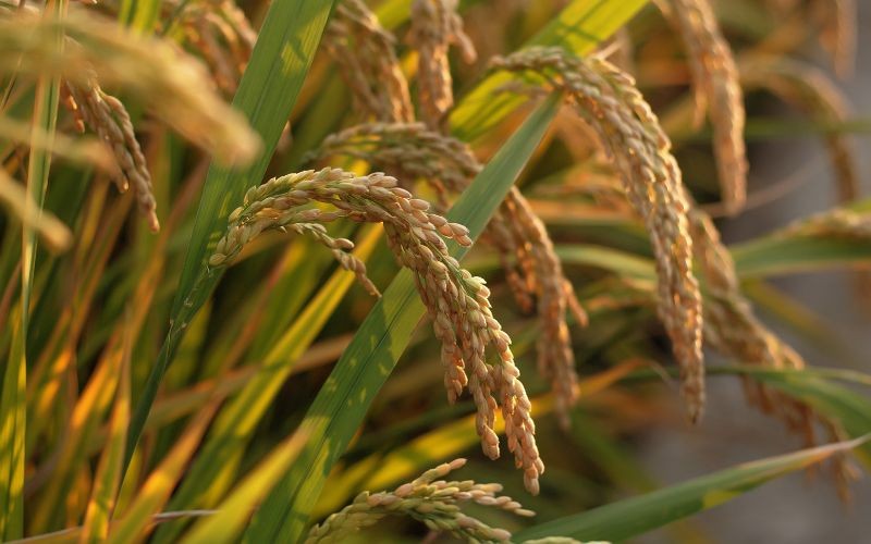 Giá lúa gạo hôm nay 2/10/2024: Vì sao giá lúa gạo tiếp tục đà giảm? Giá lúa gạo hôm nay 2/10/2024: Vì sao giá lúa gạo tiếp tục đà giảm?