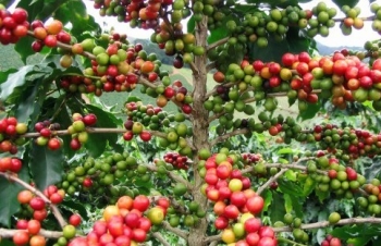 Giá cà phê hôm nay 4/10/2024: Lao dốc không phanh, nguyên nhân do đâu?