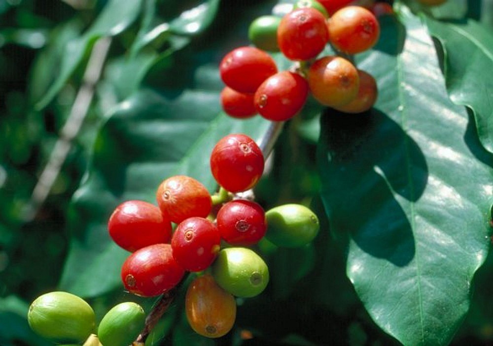 Quyết định của EC đã mang lại những tín hiệu tích cực cho thị trường cà phê Quyết định của EC đã mang lại những tín hiệu tích cực cho thị trường cà phê