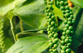 Dự báo giá tiêu ngày mai (5/10/2024): Giá tiêu tiếp tục giảm nhẹ, dấu hiệu của thị trường chững lại?