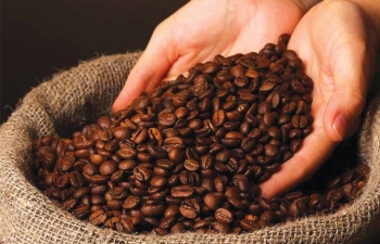 Dự báo giá cà phê ngày mai 6/10/2024: Nhu cầu cao, nhưng giá vẫn tiếp tục lao dốc?