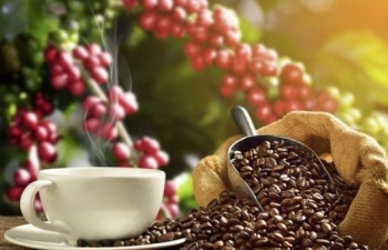 Dự báo giá cà phê ngày mai 7/10/2024: Xu hướng tăng trưởng tiếp tục, nhưng ẩn chứa những bất ổn