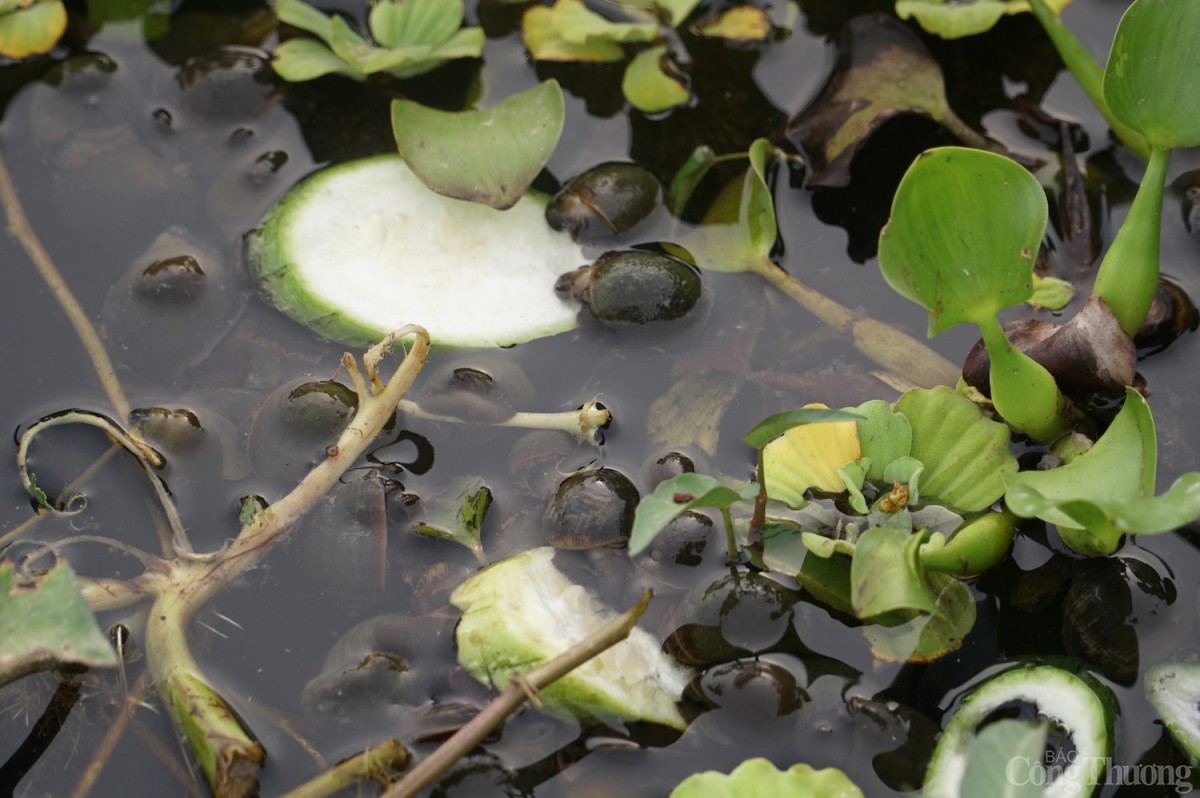 Ốc bươu đen tại ao trong mô hình của ông Lê Văn Thành Ốc bươu đen tại ao trong mô hình của ông Lê Văn Thành