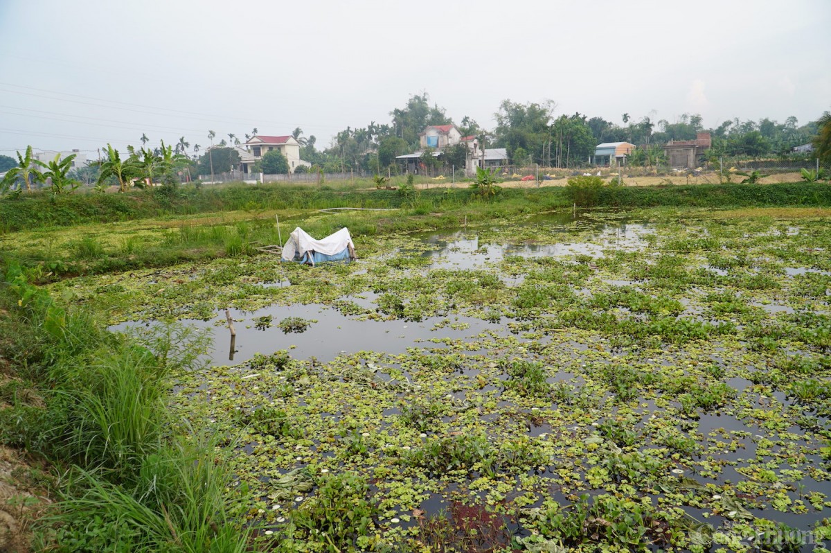 Những tháng đầu năm 2024, huyện Hòa Vang đã khôi phục sản xuất được 51,8 ha đất nông nghiệp bị bỏ hoang Những tháng đầu năm 2024, huyện Hòa Vang đã khôi phục sản xuất được 51,8 ha đất nông nghiệp bị bỏ hoang