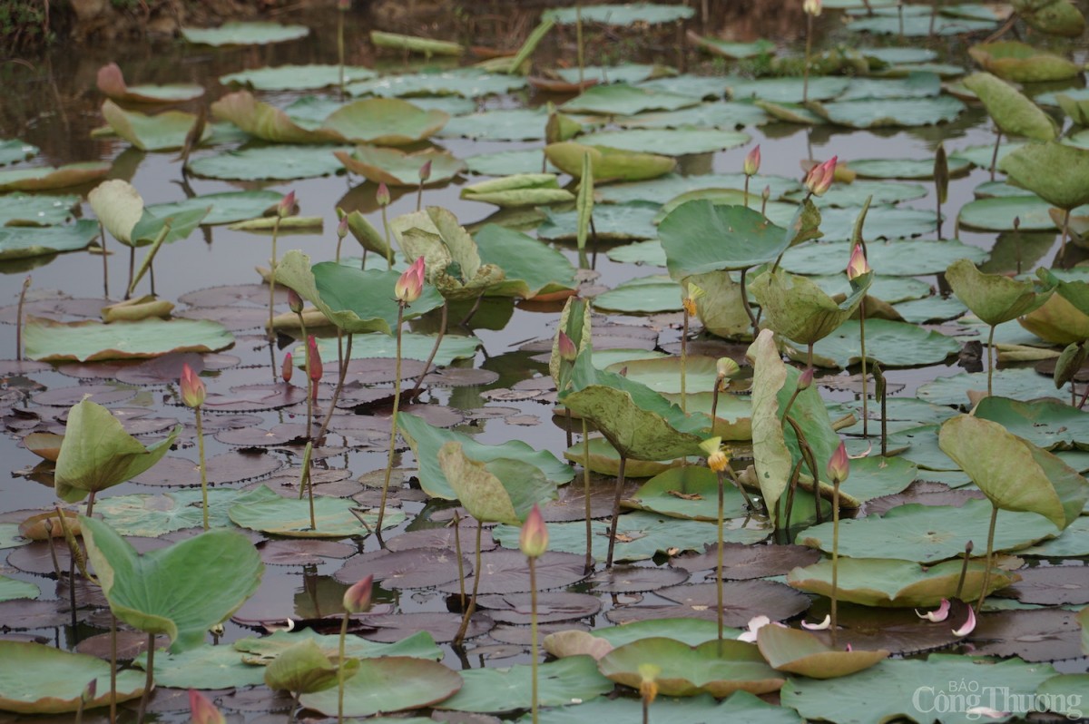 Mô hình trồng sen, súng kết hợp nuôi ốc, cá để làm nông nghiệp kết hợp du lịch sinh thái của ông Đặng Thái Lâm Mô hình trồng sen, súng kết hợp nuôi ốc, cá để làm nông nghiệp kết hợp du lịch sinh thái của ông Đặng Thái Lâm
