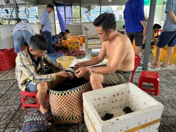 Cà Mau: Nông dân ‘đổi đời’ nhờ xuất khẩu cua sống sang Trung Quốc tăng mạnh