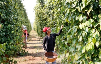 Xuất khẩu hồ tiêu chưa thể chạm mốc tỷ USD