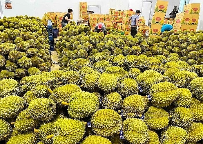 Sầu riêng Việt Nam “hút hàng” tại thị trường Trung Quốc
