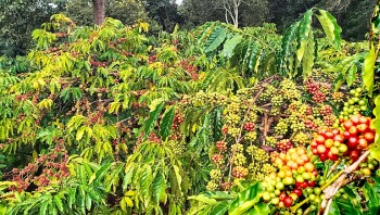 Kết nối hợp tác và thiết lập quan hệ giữa hai thị trường cà phê lớn của thế giới