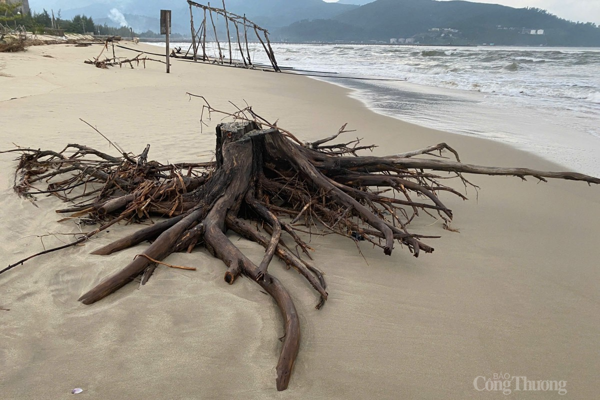 Các gốc cây sát bờ bị sóng đánh, nằm ngổn ngang dọc bãi biển