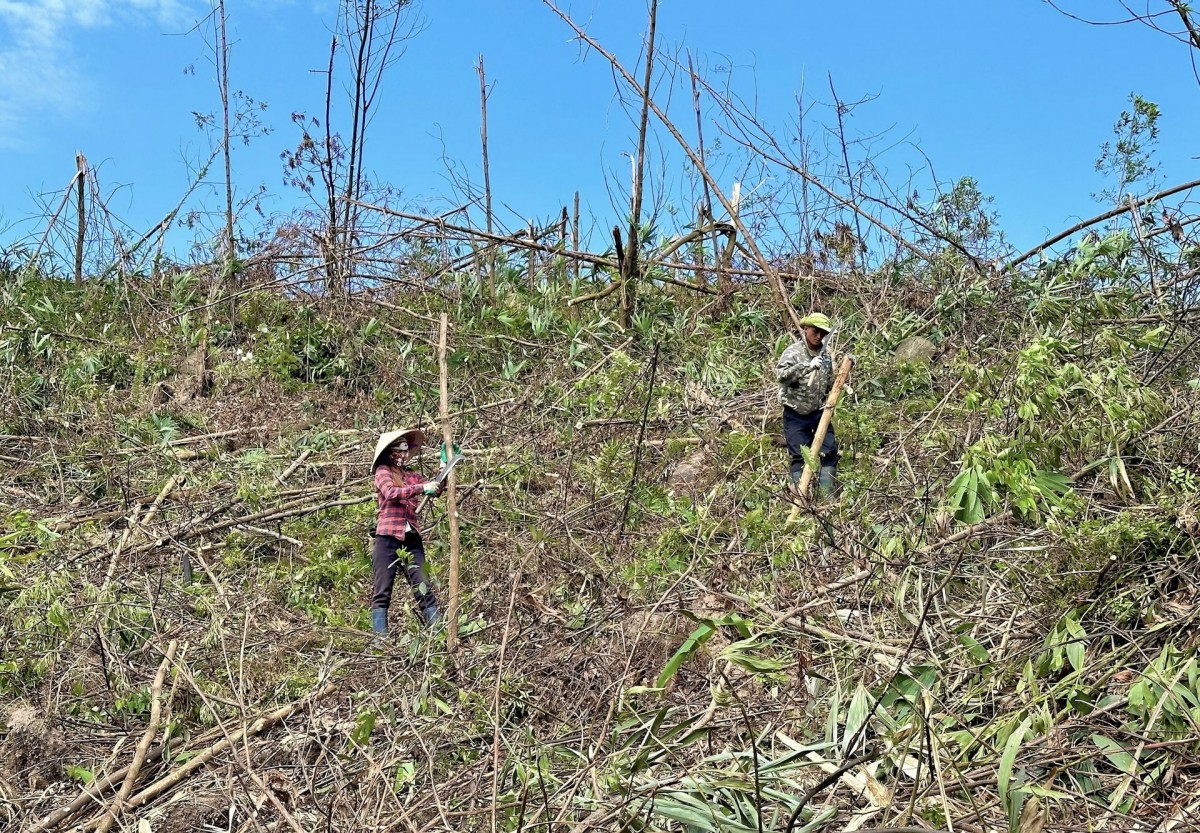 Quảng Ninh: Quyết tâm khôi phục, bảo vệ và phát triển rừng bền vững Quảng Ninh: Quyết tâm khôi phục, bảo vệ và phát triển rừng bền vững