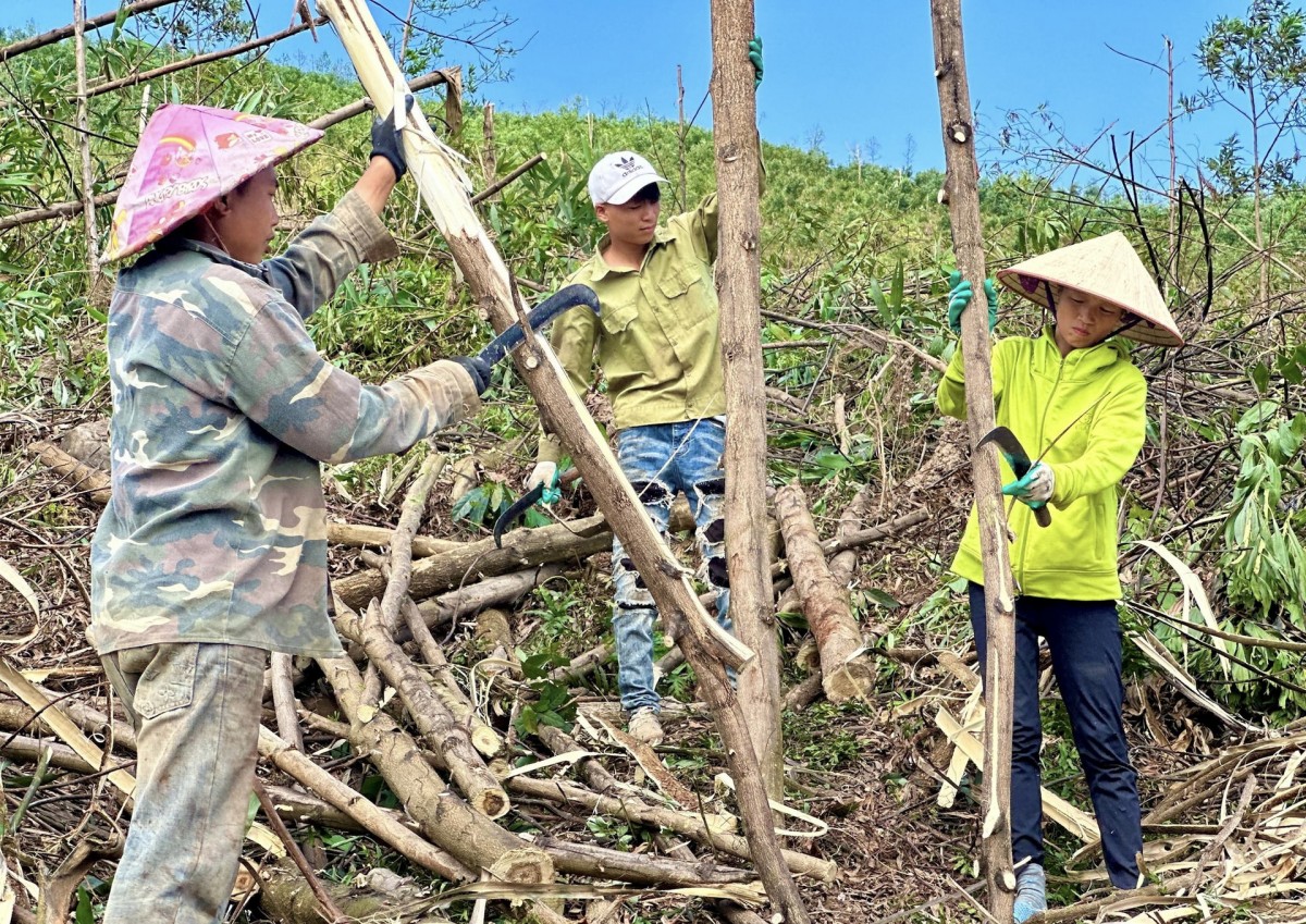 Quảng Ninh: Quyết tâm khôi phục, bảo vệ và phát triển rừng bền vững Quảng Ninh: Quyết tâm khôi phục, bảo vệ và phát triển rừng bền vững