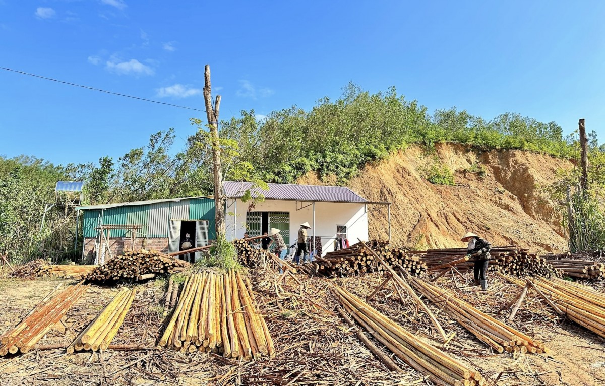 Quảng Ninh: Quyết tâm khôi phục, bảo vệ và phát triển rừng bền vững Quảng Ninh: Quyết tâm khôi phục, bảo vệ và phát triển rừng bền vững