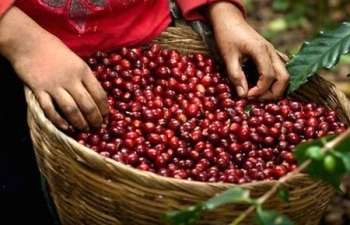 Dự báo giá cà phê ngày mai 13/10/2024: Tiếp tục tăng, người trồng cà phê hưởng lợi