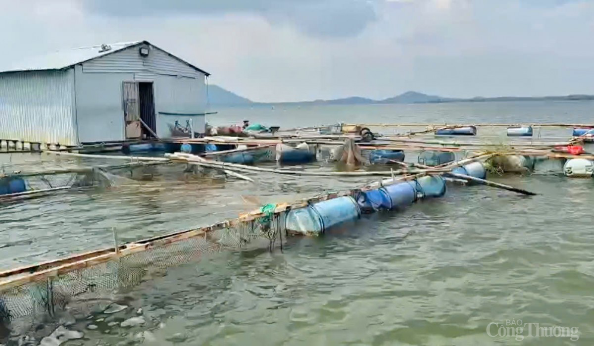 Gia Lai: Người dân ngậm ngùi nhìn cá chết la liệt kín mặt hồ Gia Lai: Người dân ngậm ngùi nhìn cá chết la liệt kín mặt hồ