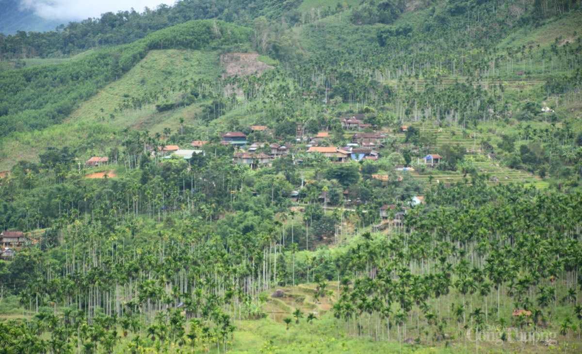Giá cau đang tăng theo ngày và vượt mọi dự đoán của người trồng