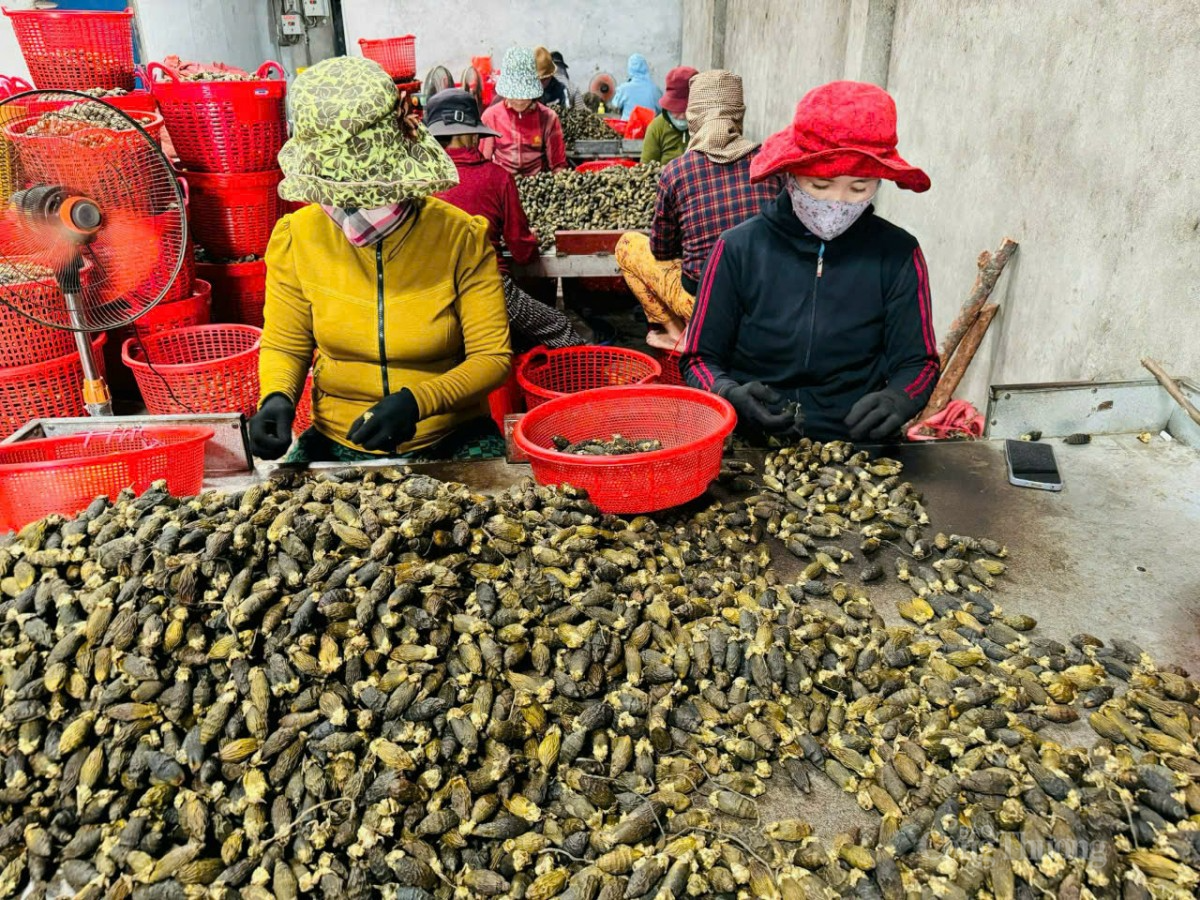 Cau khô sau đó được chế biến thành kẹo cau.