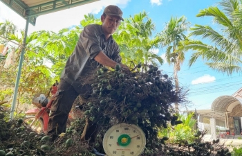 Giá cau tăng cao kỷ lục, vì sao chuyên gia cảnh báo 'không trồng ồ ạt'?