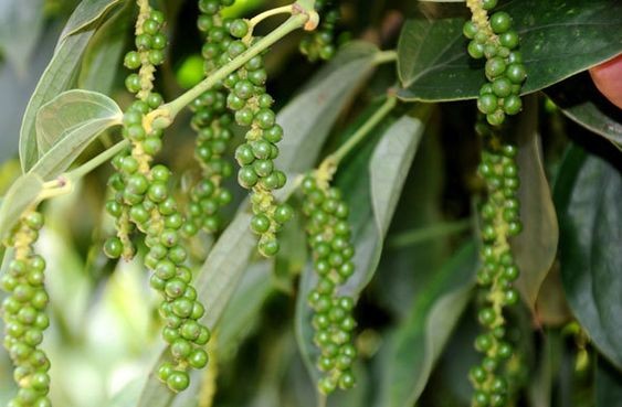 Dự báo giá tiêu ngày 16/10/2024: Dự báo giá tiêu ngày 16/10/2024:
