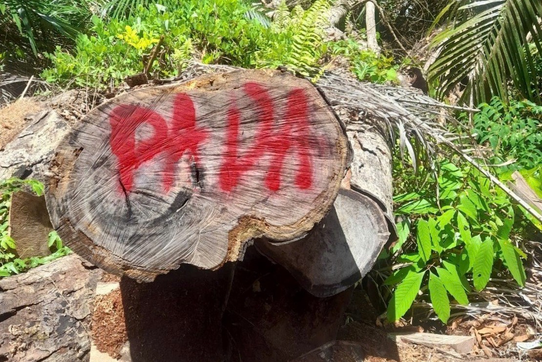 Hiện trường một vụ phá rừng tại tỉnh Quảng Nam hồi tháng 7/2024 Hiện trường một vụ phá rừng tại tỉnh Quảng Nam hồi tháng 7/2024